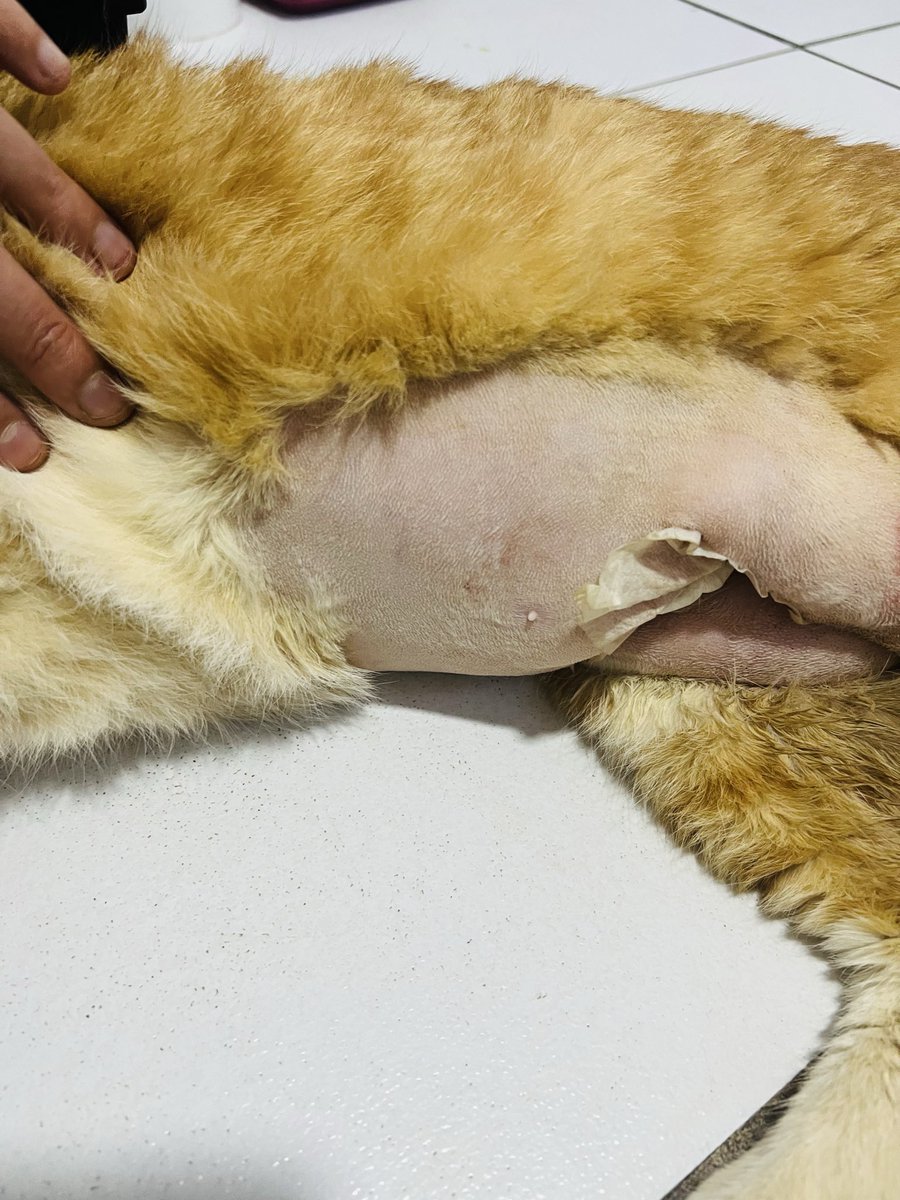 Soldier_BRZ's tweet photo. Foi bem cuidado, está se recuperando e com vergonha de ficar pelado perto dos outros gatos. 😸 https://t.co/VAYUN11Nue