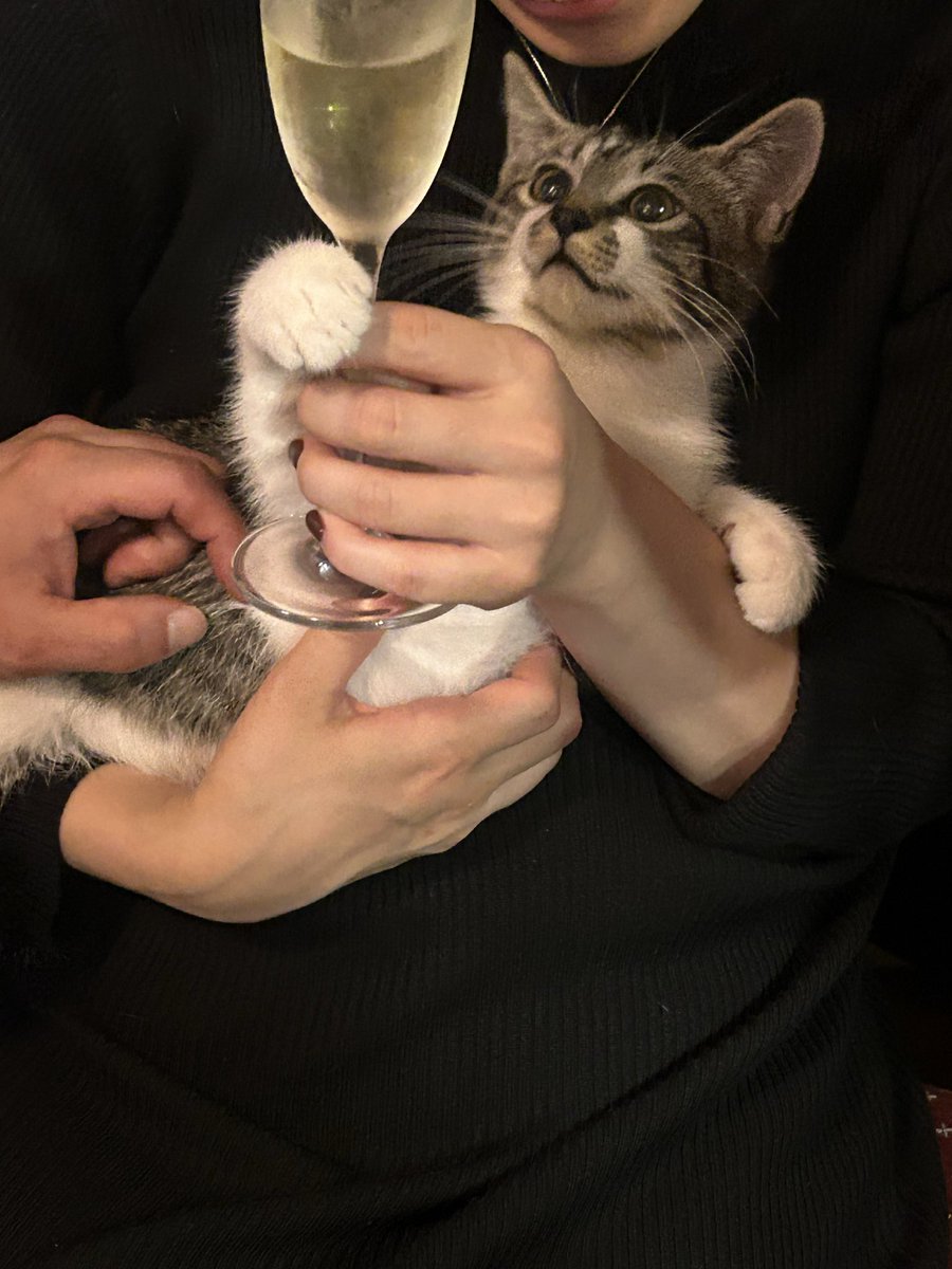 naomiona222's tweet photo. お客さんが猫ちゃん連れてきた！
かんぱーい😻 https://t.co/ajCnxhiwGX