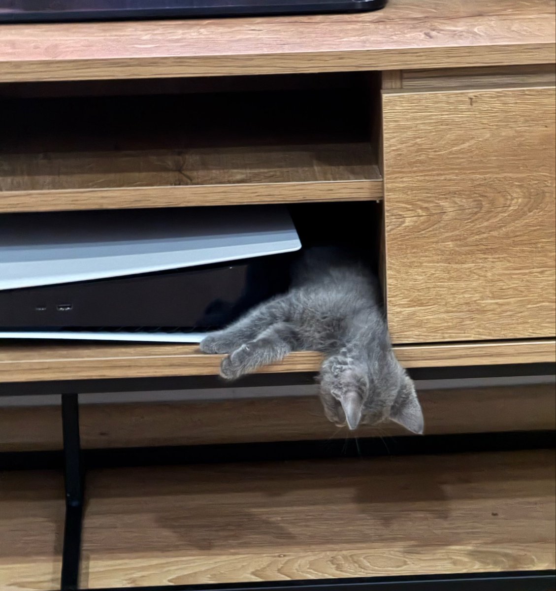 hailtothecatss's tweet photo. https://t.co/6CL3jGQLr6