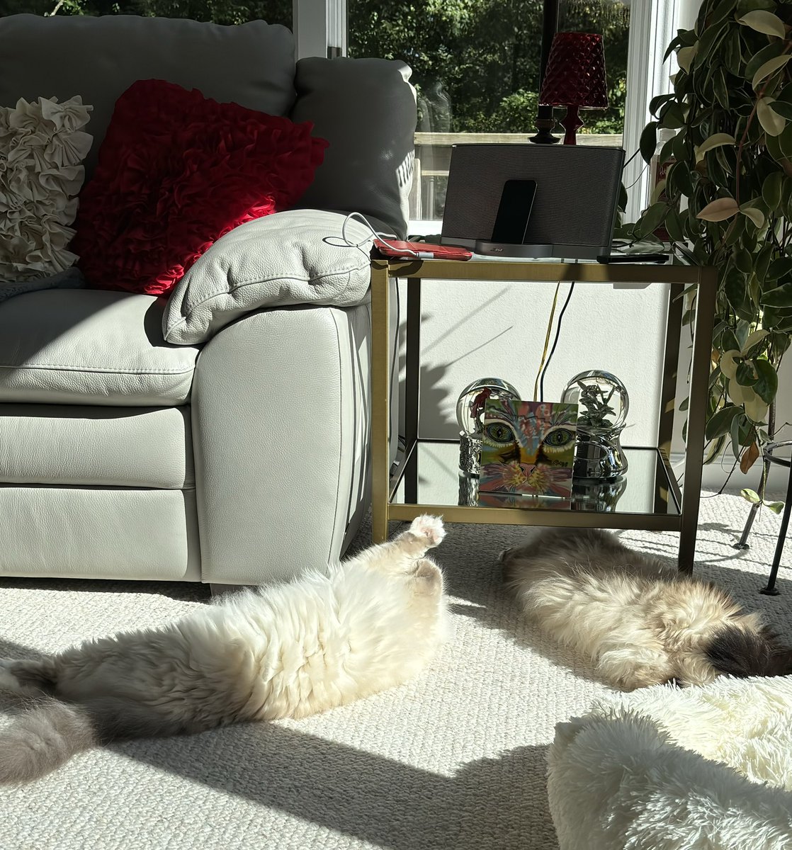 ElizGriff2016's tweet photo. @Jennife08248069 ๐๐๐๐ #SNELovesPets https://t.co/F6Tg0eX5qW