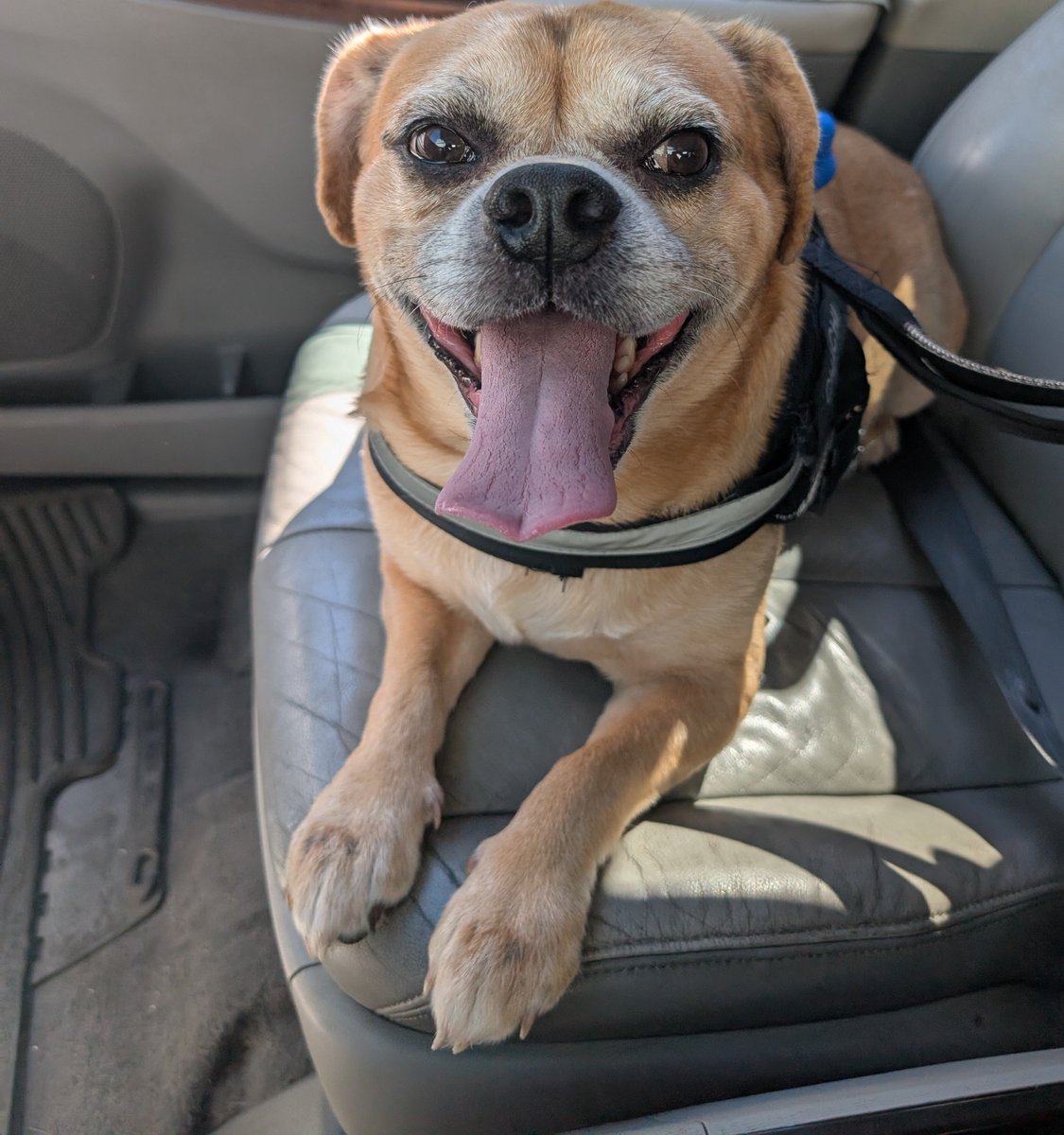 Chachi16774739's tweet photo. Chachi excited for his car ride. #puggle 
He's such a head turner too he loves the attention. https://t.co/kIL39NxFfk