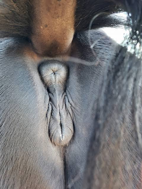 BatorGoonezex's tweet photo. My Naughty Mare My beautiful mare means the world to me! ❤️🐴 Every moment we spend together brings me happiness, laughter, and unforgettable memories. She's my favorite troublemaker, and I wouldn't trade our fun times for anything! 😈💕 https://t.co/SzBTACK0l5