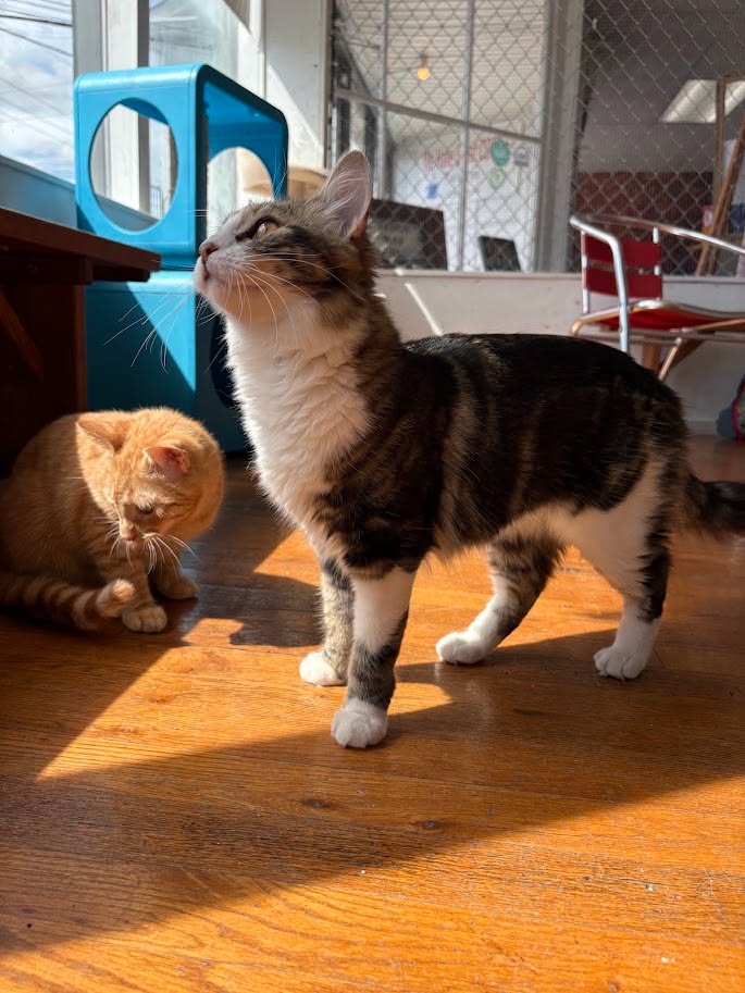 MeWowCatCafe's tweet photo. Do I really want to jump up there or stay down here ... decisions, decisions πΉπΉπΉ
#mewowcatcafe #catcafe #cats #funnycats #kittylove #catlovers #doylestownkitties https://t.co/W9xYeeg9em