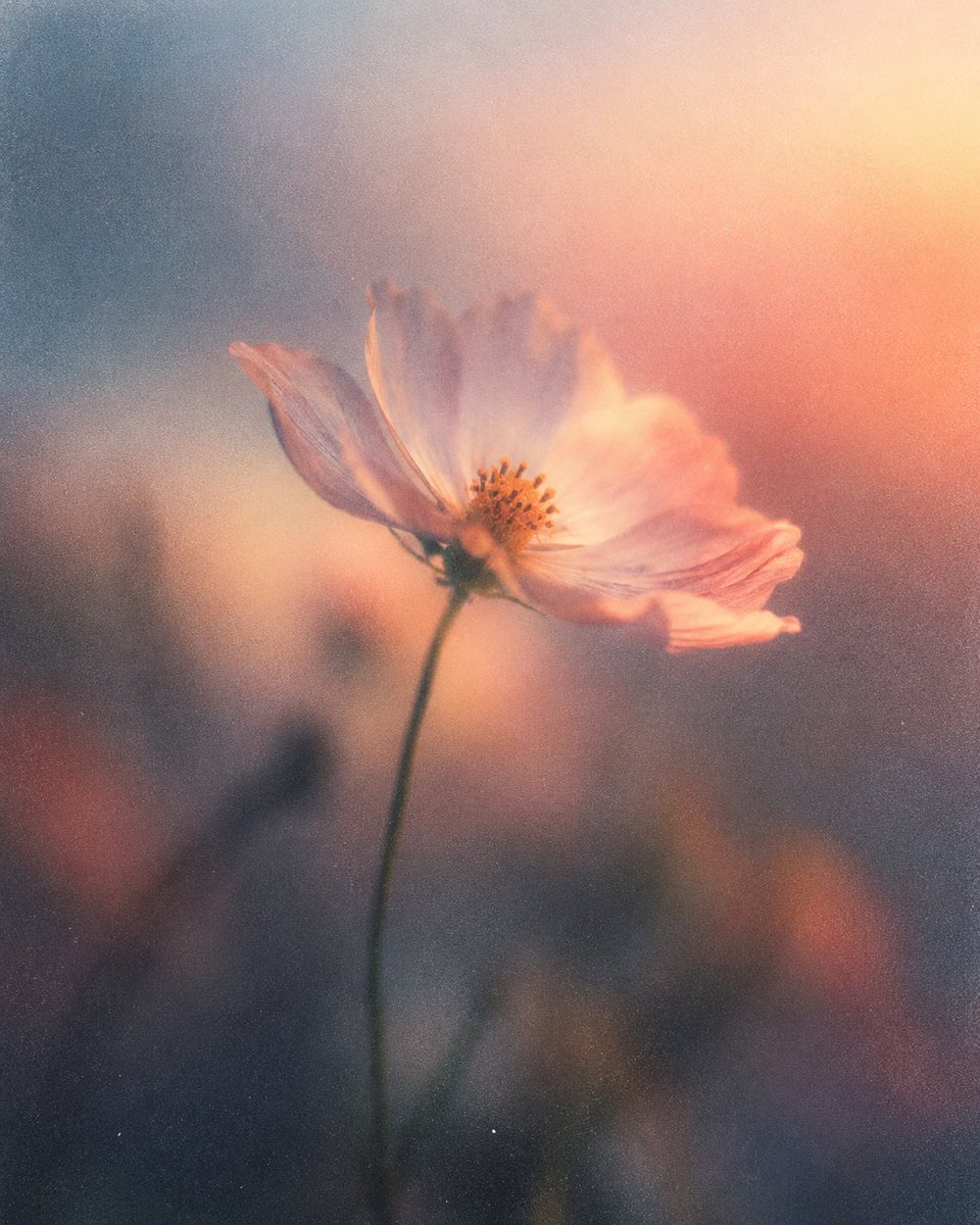 AtabakiMahshid's tweet photo. Some image exploration
From left to right
Flower X-ray
Flower blur gradient 
Ceramic flower flashing blur
Butterfly X-ray modern typography gradient blur https://t.co/k0wyjYBewd