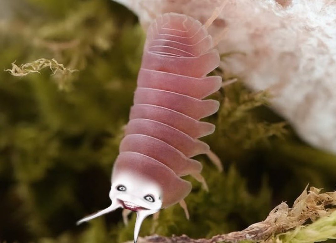 isopodlvrr's tweet photo. @jeffdakillr you’re one in a krillion (i didn’t save the krill jeff) https://t.co/n8DeWOuQpO