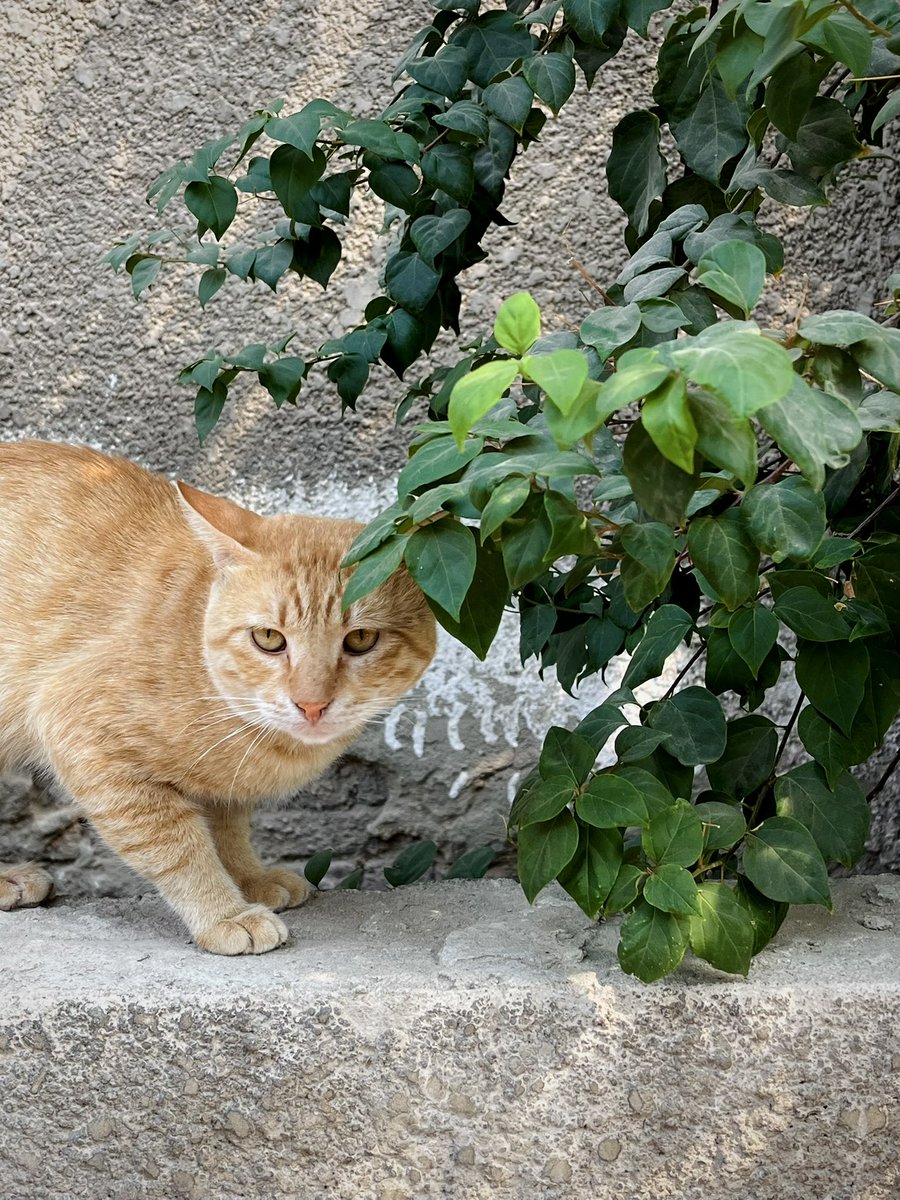 Yara_033's tweet photo. Honestly, was one of the toughest weekends. But, i saw this cute cat, found a new coffee place, and felt loved when i was being difficult. https://t.co/u8oD45p6II