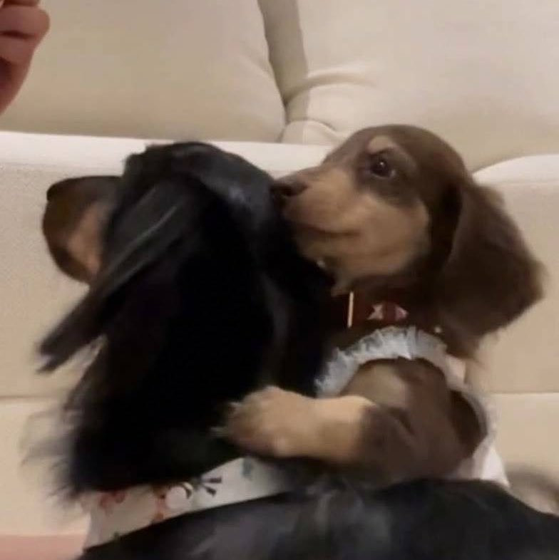 Realisrare09_'s tweet photo. P’Freen, could you please change Fluffy and Freya’s Instagram profile picture to something like this? 🥹 Not exactly this, but something with cute interactions between them, like this one. It would be so much more adorable! 😭💗 Please, P’Freen, pleaseee! 🥺✨ @srchafreen https://t.co/0rL6GqhehE