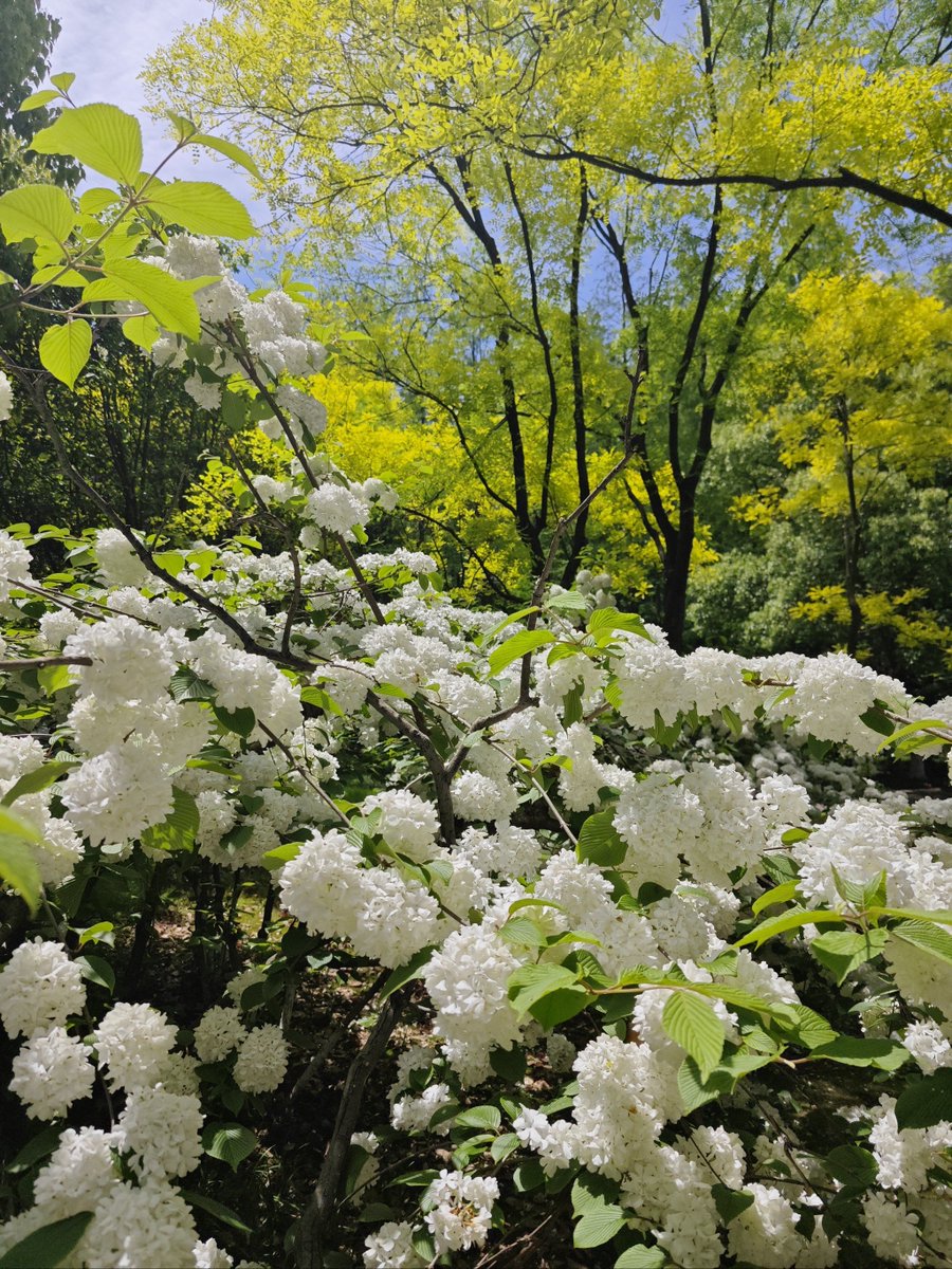 leejun5fhq's tweet photo. 今日の公園で、真っ白な衫が風に揺れ、虏の巣が木の幹にかかり、槐の花が甘い香りを放ち、ウマゲイのような柔らかい鬃が太陽に輝いているのを見た。 https://t.co/CEz1aM16vF