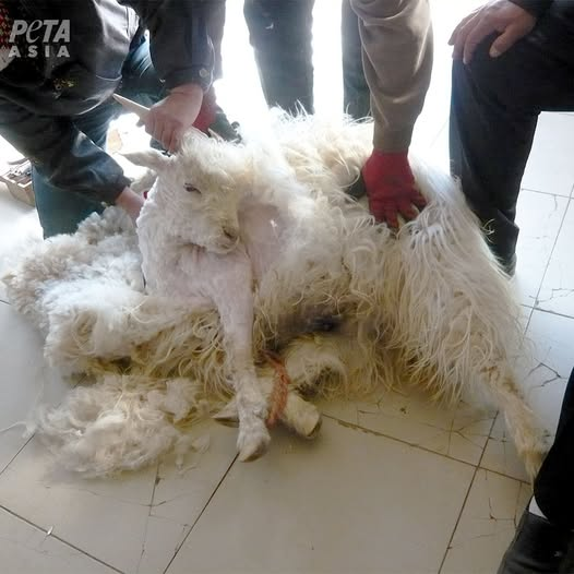 BRINDILLE851's tweet photo. Les poils des chèvres sont arrachés, leur tête malmenée et leurs testicules arrachées dans la cruelle industrie du cachemire. Dites à Louis Vuitton, Dior, Prada, Gucci, Hermès, Chanel, Burberry, Naadam, Bottega Veneta et d’autres marques de choisir uniquement des matières véganes et d’ARRÊTER de soutenir l’exploitation, la torture et le massacre des chèvres.
Passez à l’action dès maintenant !