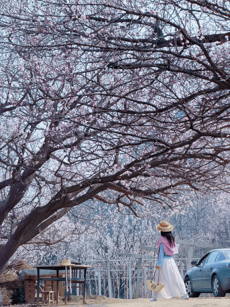 AgushkinN's tweet photo. Sharing a sweet moment under the apricot tree with my friend Zhi Han https://t.co/JfDwNlXsGd
