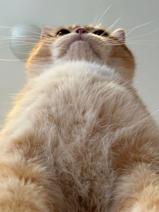 An orange and white cat gazes upward from a low angle, showcasing its chest and whiskers in a pose that embodies the confident "stand proud" sentiment.