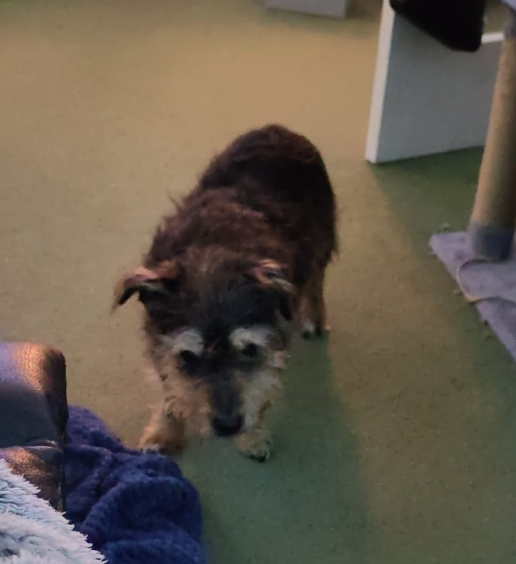 millypod1's tweet photo. SNOOPY HOME SAFE. THANKS FOR RT's 😊🐕🐾

🆘7 OCT 2026 #Lost Snoopy #ScanMe
ELDERLY Jack Russell Terrier Male 
Growth by his right eye 
Lordswood Lane area #Chatham #Kent #ME5 https://t.co/q9Y00AbEoi https://t.co/ESFlcejiVW