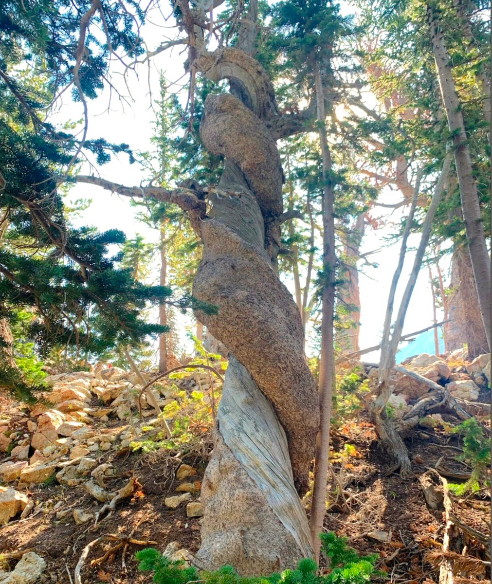 westgov's tweet photo. A 1,289-year-old tree was found in Wyoming's @GrandTetonNPS It is believed to have been growing since 732 A.D. and is currently the oldest whitebark pine tree on record.  Learn more in Best of the West: https://t.co/1DOSmVkYNQ https://t.co/AbZmu52msT
