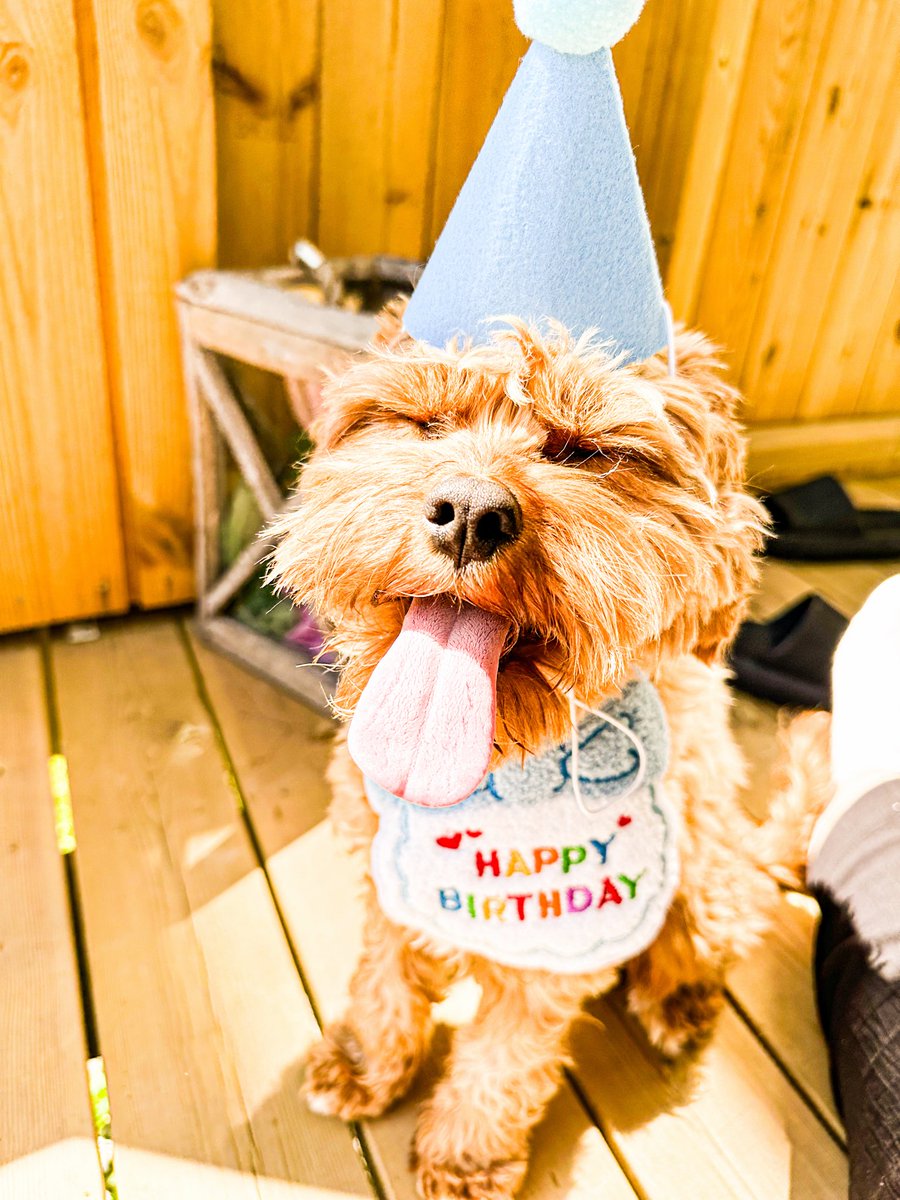 TiinaQueenB's tweet photo. Hei alle nye følgere 🤍 vis med hunden/katten deres hvis du har! Vil se 🥰 Dette er Kylo! 🐶 https://t.co/lz7CLOvXoG