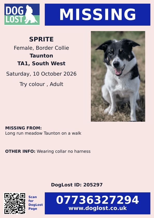 millypod1's tweet photo. 🆘10 OCT 2026 #Lost Sprite #ScanMe
Border Collie Female
Long Run Meadow #Taunton on a walk #TA1
#Somerset #TA1
https://t.co/m4ZeUiASii https://t.co/WnqQ1ib5r5