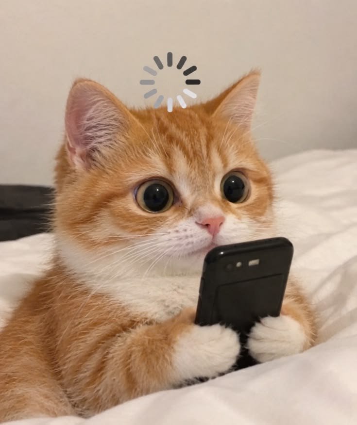 nekocatts tweet picture