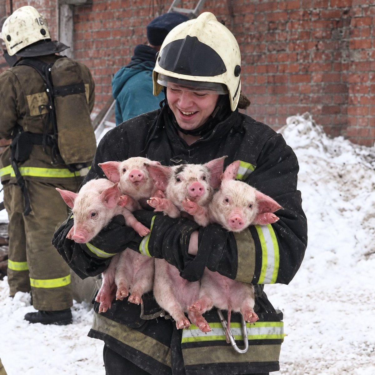 EnsedeCiencia's tweet photo. En Inglaterra, unos bomberos rescataron a 18 lechones de un incendio. Meses después, la granjera les agradeció con salchichas elaboradas con la carne de algunos de los mismos animales que habían salvado. https://t.co/ddWZwJ5HG5