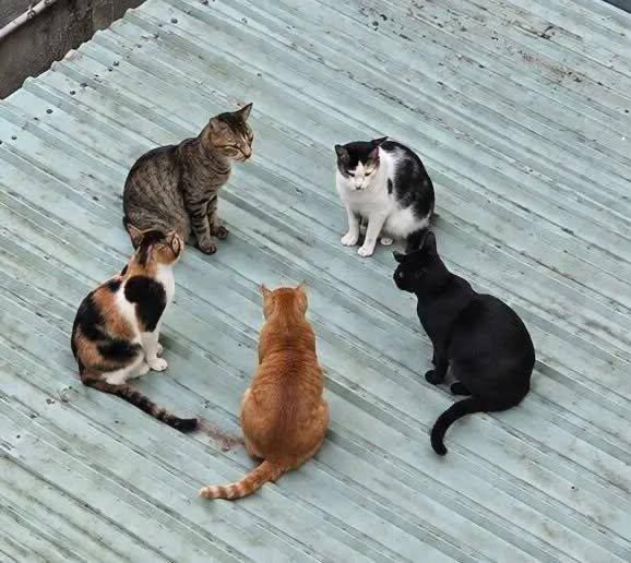 RincnCuriosoo's tweet photo. La reunión del sindigato 🐱🏘

Algo traman que hay un representante de cada color 🤔 https://t.co/2locz3ZQk2