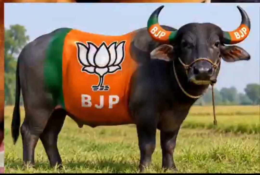 subhash151's tweet photo. भाजपा वह #भैंस है जो चारा खाती है #सवर्णो और #ब्राह्मणों का, मालिश करवाती है #OBC से, गोबर उठवाती है #सुप्रीम_कोर्ट से और दूध देती है #SCST को
मोदी ने 25 सालों में #सवर्णो को क्या दिया?
पढ़ने नहीं देंगे - #UGC_काला_कानून
नौकरी नहीं देंगे - #आरक्षण
कमाने लगे तो - #SCSTएक्ट https://t.co/i6rbkU4nXS