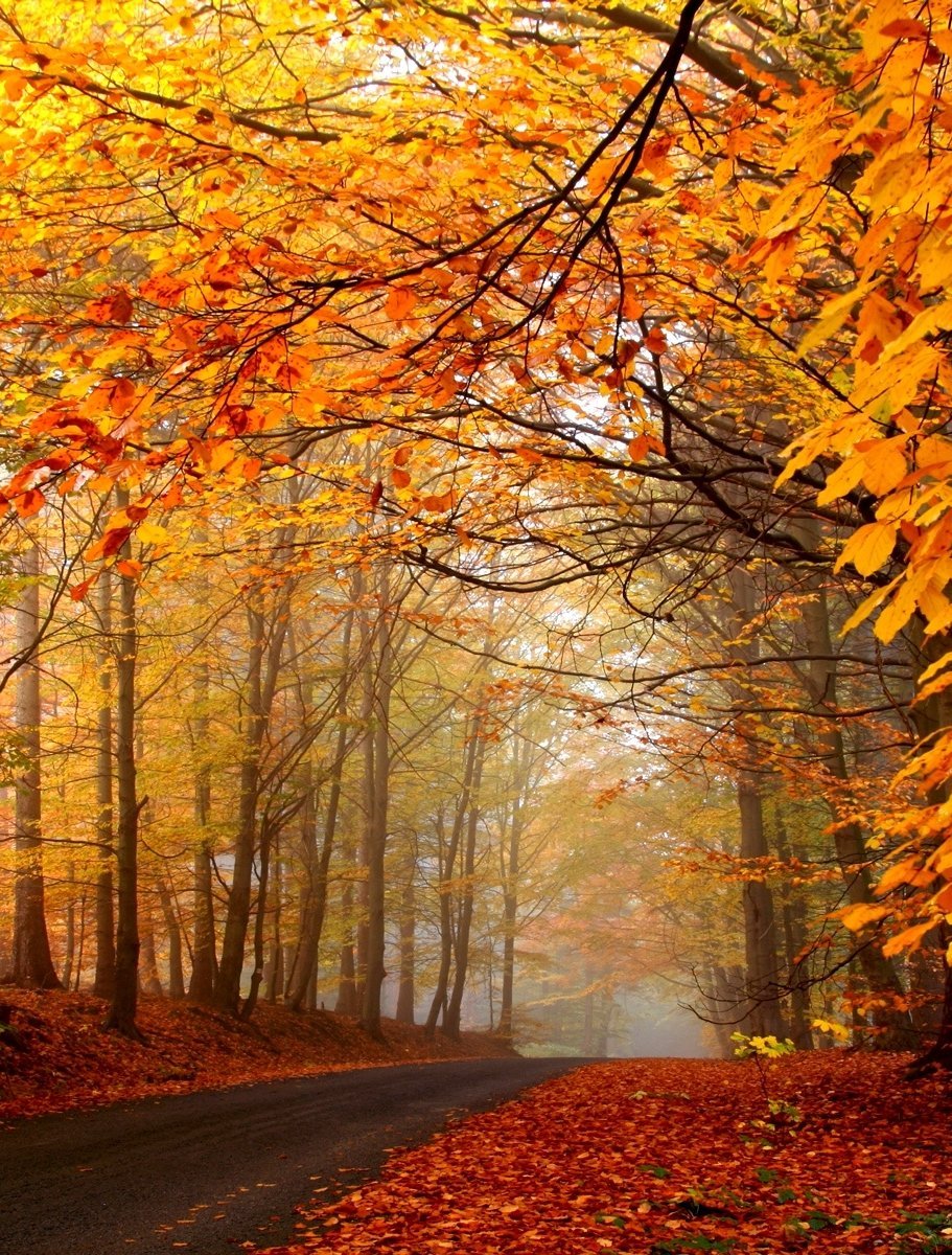 LoveSongs4Peace's tweet photo. Misty autumn morning "on the road again"  🍁🎼 🎵🎶🎤🍂🍄🍁💚 https://t.co/AYjtoXshGj