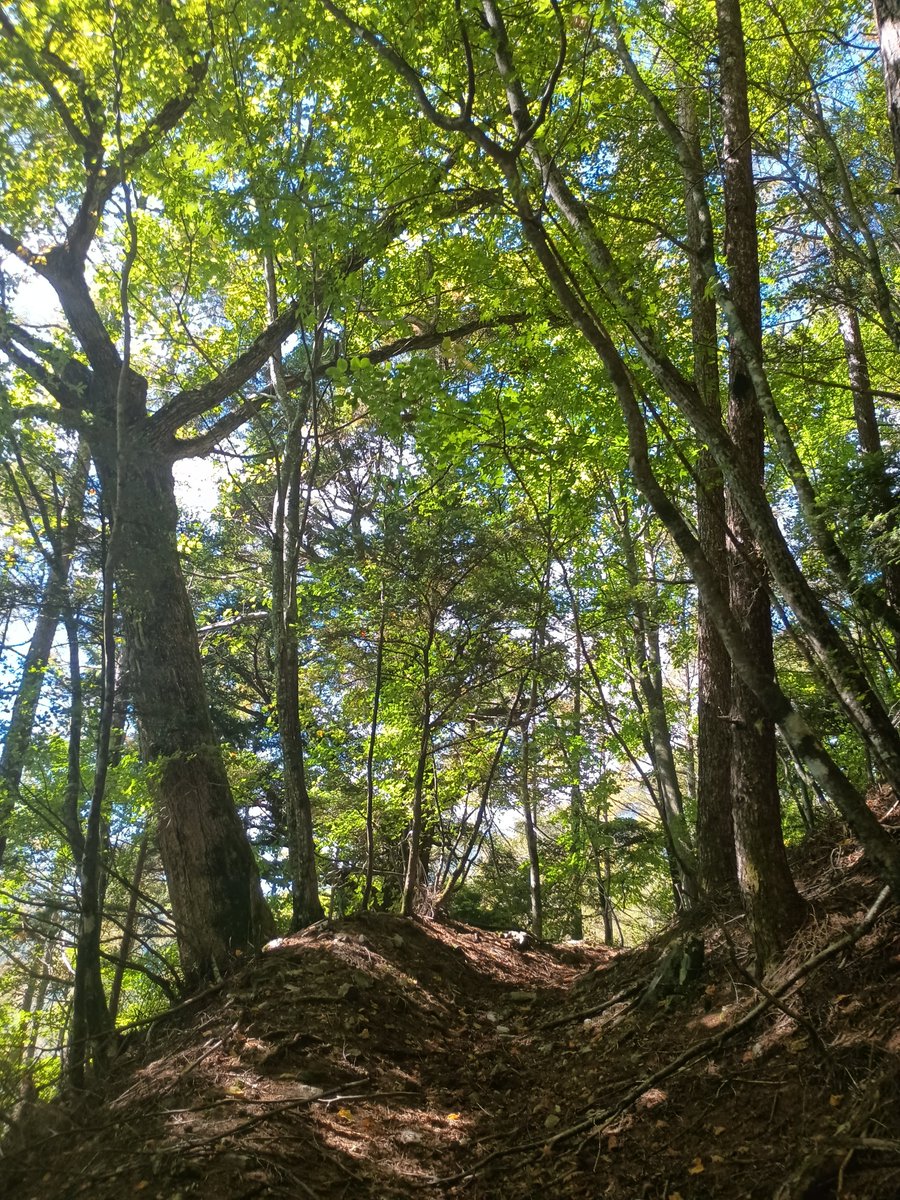 hiraemom's tweet photo. 先日、遠山郷の上村側から小川路峠へと登ってきた。峠道である古道の状態を確認しつつ好きなキノコ「ロクショウグサレキン」も愛でつつ。#小川路峠 https://t.co/4TKcsV7WL0