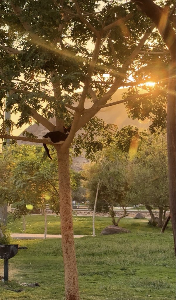 thebndry's tweet photo. يبدو هناك من يستمتع بالأجواء ⛅️🐈‍⬛..
#حديقة_السلام https://t.co/AxaBb8Uiqa