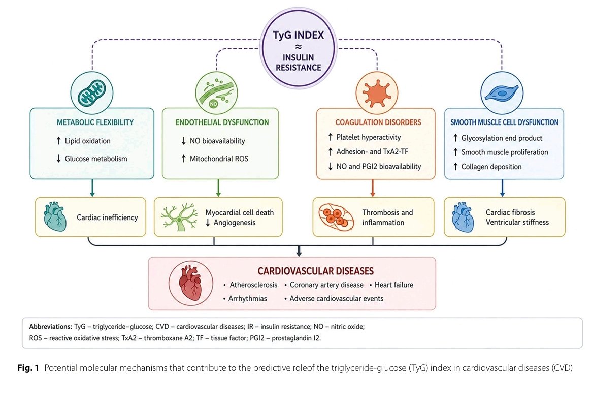 mrcsgmb84's tweet photo. El índice Triglicéridos-Glucosa (TyG) se consolida como una herramienta clínica revolucionaria para valorar el riesgo aterosclerotico: simple, económica y al alcance de nuestra consulta diaria.🧵👇
@gt_rcv @Diabetes_SEMI @preventiva_SEC @SIAComunidad @gonzaeperez
@drdargaray @FaustoHerediaDr @maxima