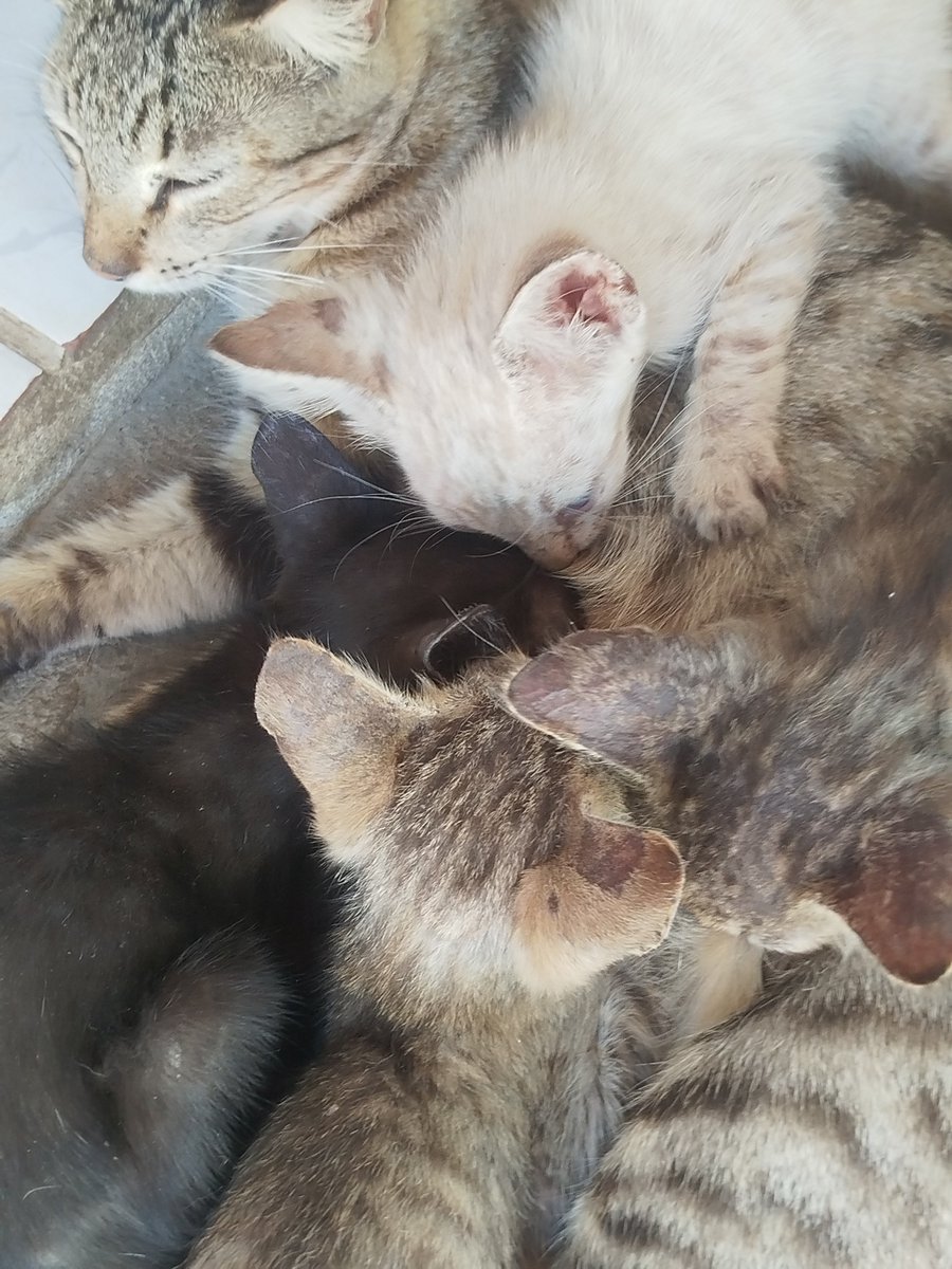 Tia_Marocas's tweet photo. Resgatei a família toda de lendários 
Mãe e filhotes ❤️

Você sempre pode ajudar na ração e leite aqui: https://t.co/zOlsvTkhtV https://t.co/c7lirqQ95Y