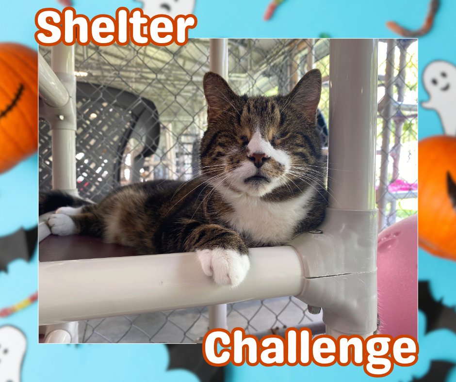 BlindCatRescue's tweet photo. Falling for Paws Shelter Challenge is here! 🐾 Vote for blind, FELV+, &amp; FIV+ cats—it's free &amp; quick! Daily votes help them win! 😺 🐾

🔗 VOTE: https://t.co/Q3h60gqEjw
📧 Need a reminder? Email: blindcat@blindcatrescue.com

Thank you so much for helping the kitties! 💙 https://t.co/Bm5en2s59t