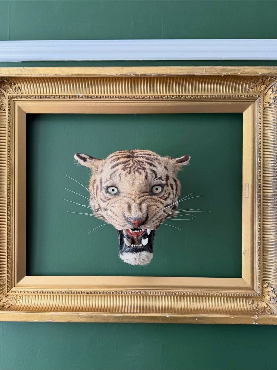 Bigstuffta54fh's tweet photo. 1920's Van Ingen &amp; Van Ingen Tigers head mount🐯. This was originally on a badly damaged rug but now reimagined and expertly restored  👌 #taxidermy #tigertaxidermy https://t.co/yrAKQHvzAn