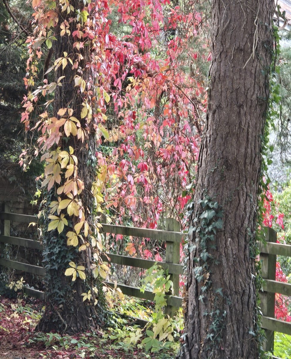 RedmountResHome's tweet photo. Today we have celebrated Rose's birthday and acknowledged World Mental Health Day. After a slice of delicious cake and a quiz we went out into the woods for a stunningly beautiful autumnal walk. #WorldMentalHealthDay #MentalHealthAwareness #Happiness #Wellbeing https://t.co/1UXhTZ2z2q