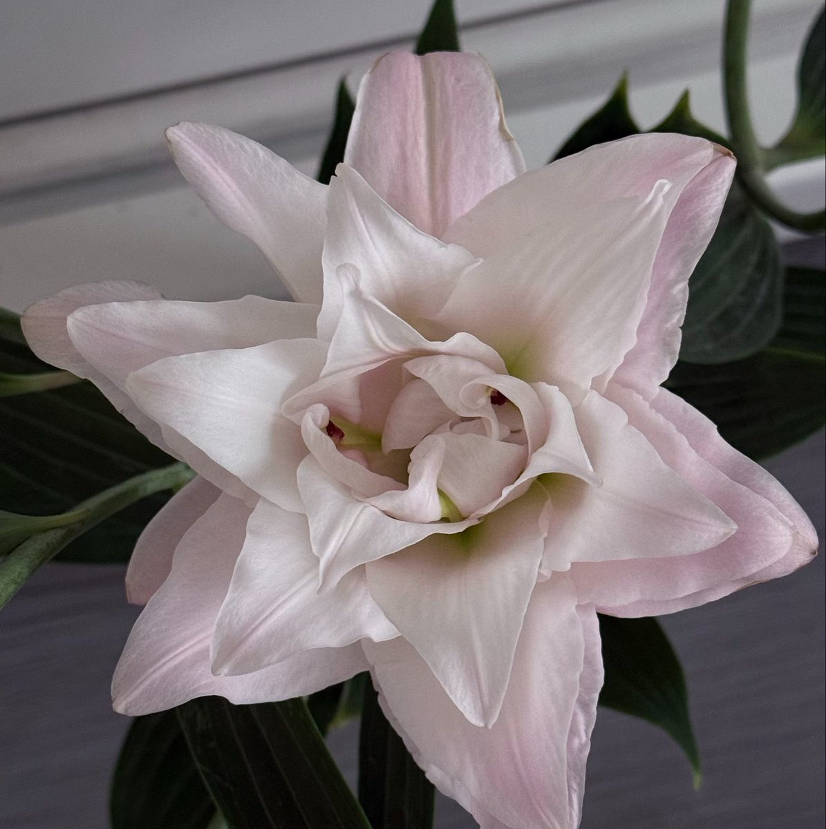 ghainae's tweet photo. عمومًا هاي أحلى lilies شفتها في حياتي https://t.co/j4oADTGBhC