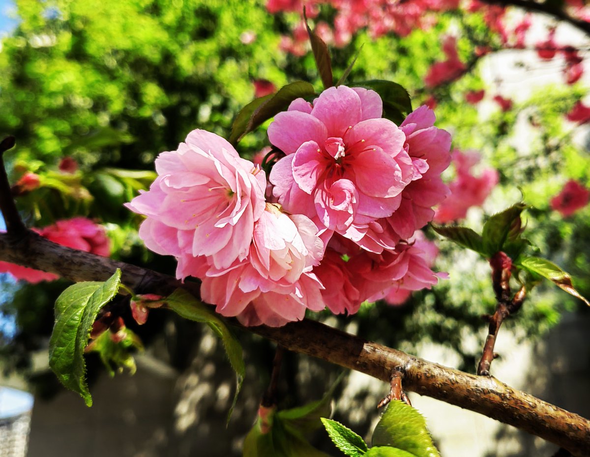 78t2w's tweet photo. [杏の花が風に舞い、桜の花びらに淡く杏色が映る、今日の庭は杏阅（あぎょみ）の佳き日] https://t.co/EeLuwwPi39