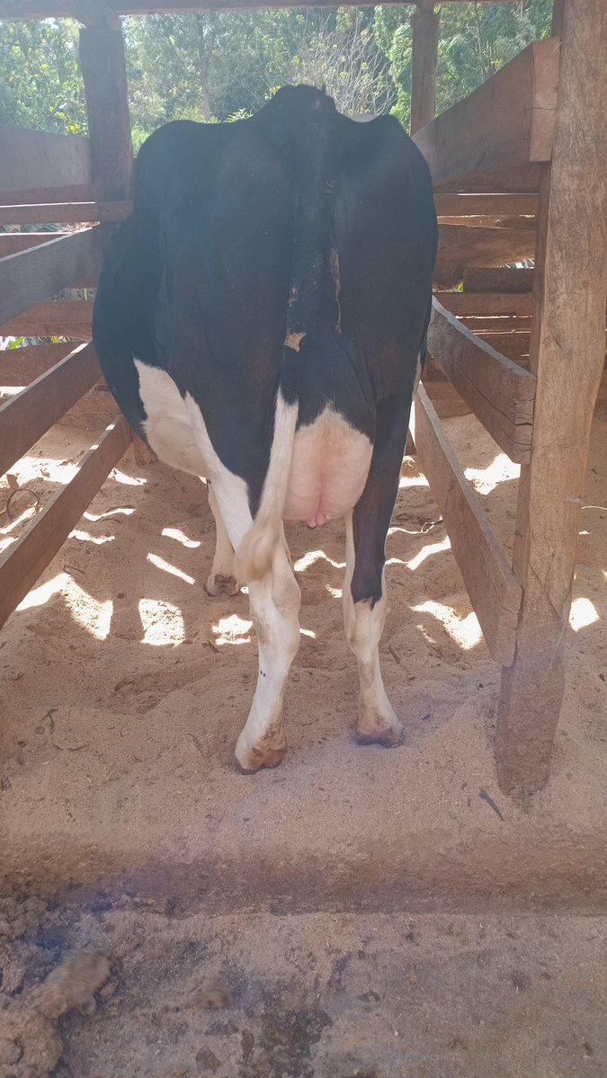 lamoutmike's tweet photo. @kupal_robinson Yeah.
For Quality Dairy Cows And Construction Of Modern Cowshed Call Or WhatsApp Me At +254716301107. https://t.co/q2v3U2T8Mk
