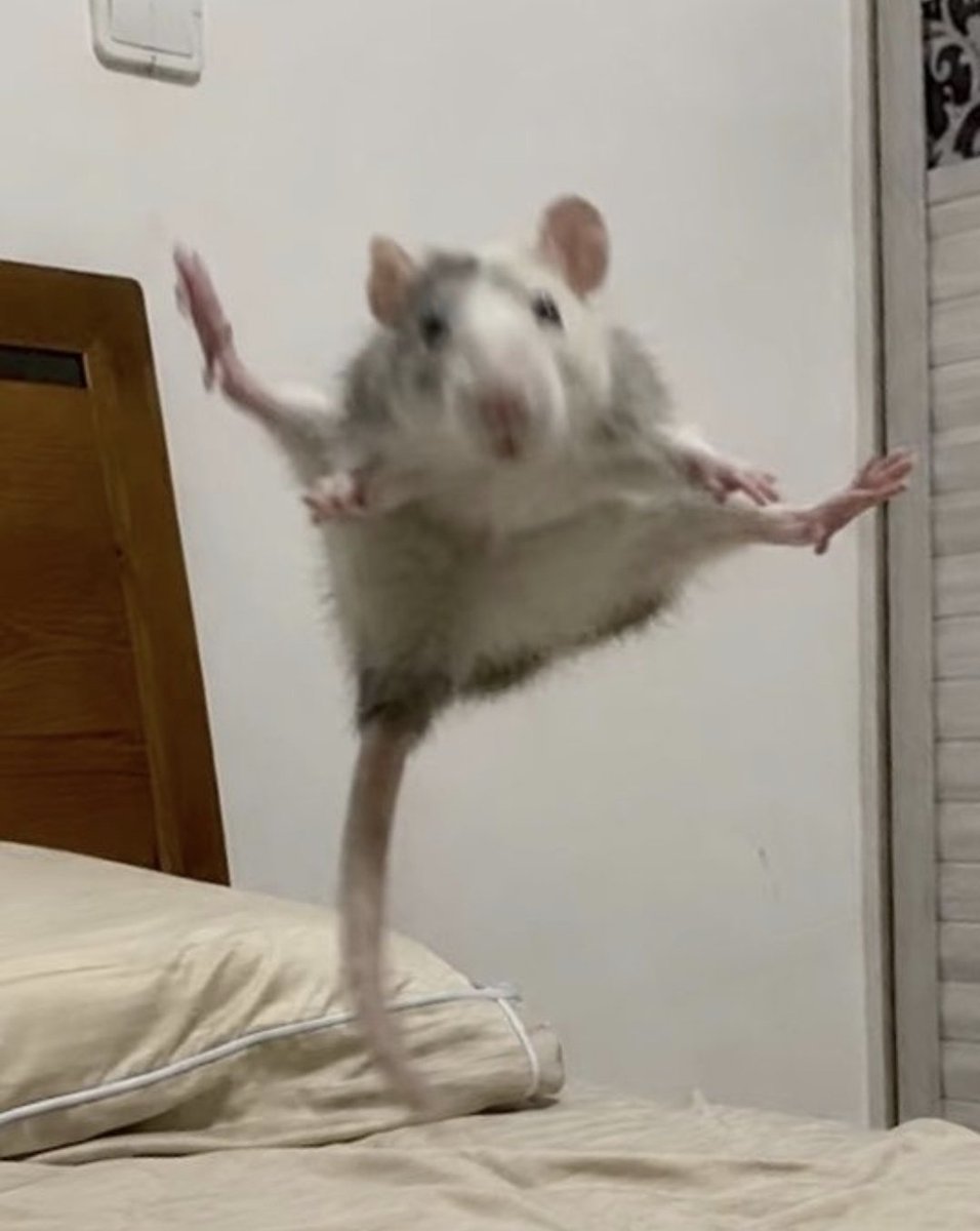 penoftruth__'s tweet photo. @BLOODBANKZ also he looks like this rat picture https://t.co/YPHfgoxRE9