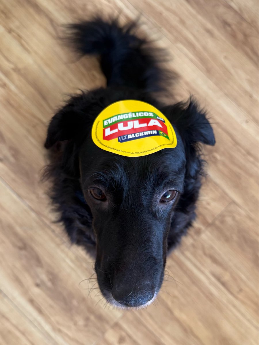 favshemmo's tweet photo. cachorro preto, gordo e, aparentemente, evangélico é 13 ⭐️ https://t.co/Zi4rVVC59b