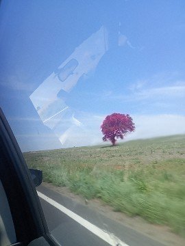 ThePokiestPal's tweet photo. //
Travelling for my birthday and I woke up in the car to find this lonely ass tree in a hill LMAO https://t.co/BQY5k5I9IT