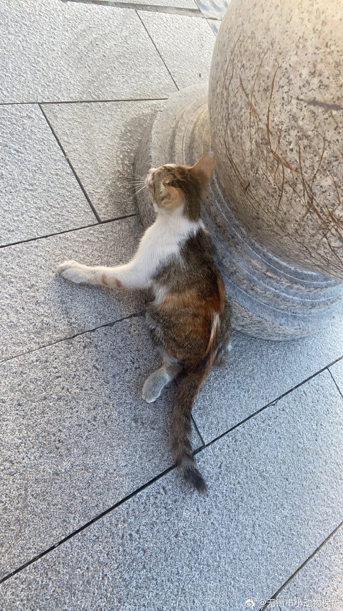 BlakelySolv3tc's tweet photo. [ゴミ箱で、擦りむいた膝を冷やす猫が擦呜磕拔したみたいだ]， https://t.co/RL1l7fbjon