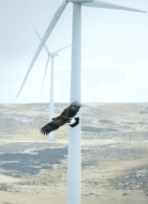 Study finds painting wind turbine blades black could reduce bird deaths

Researchers found that painting one blade black made it easier for birds to spot spinni