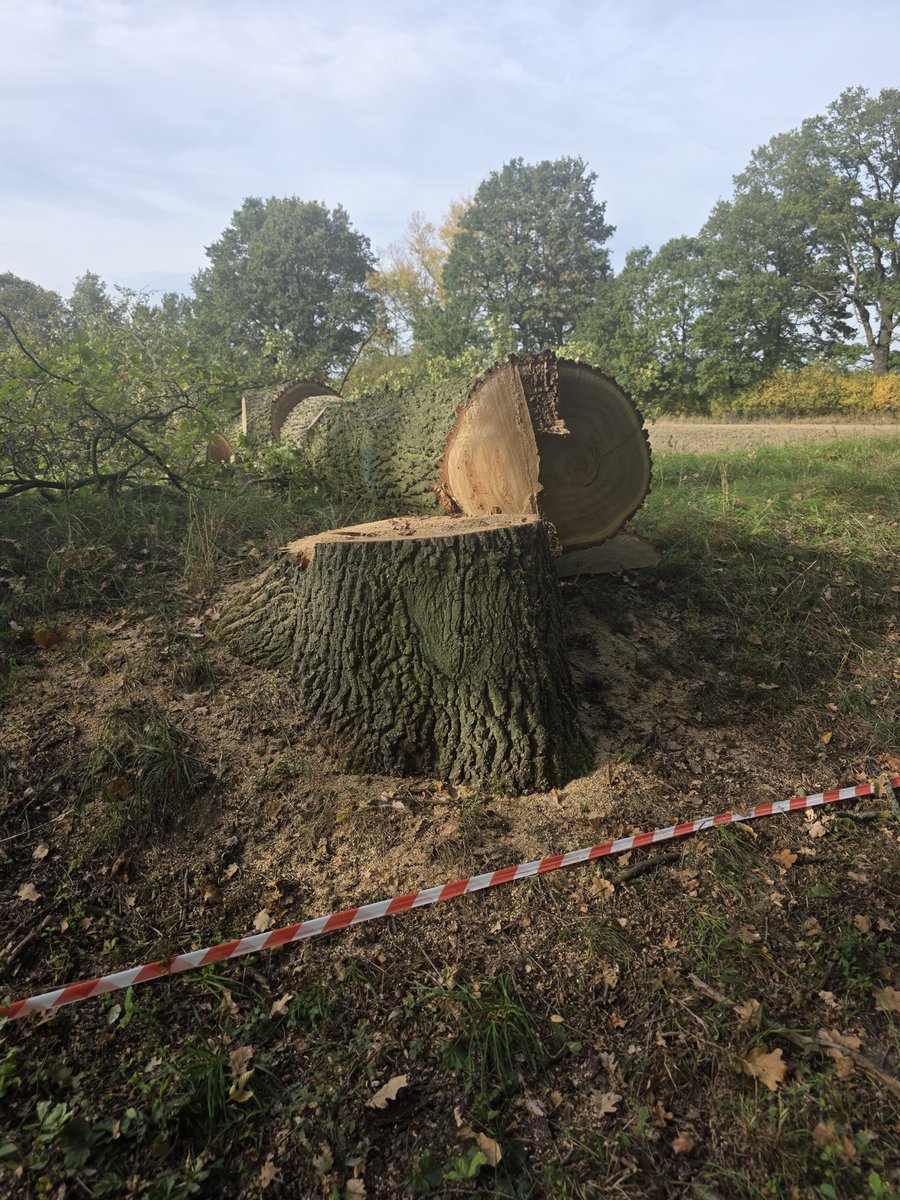 RobertMaslak's tweet photo. Wycinka 678 kolosów we Wrocławiu! 1/2 🧵
Od dawna przyrodnicy domagają się, aby Wody Polskie podlegały Ministerstwu Klimatu i Środowiska, a nie Ministerstwu Infrastruktury. Bo to przede wszystkim ekosystemy przyrodnicze! Co do wycinki setek pomnikowych drzew na wale na Praczach we Wrocławiu, to dziwi, że nie zweryfikowano pomysłu powstałego w czasach rządów PiS. Jest to bowiem projekt z 2021 roku, czasów gdy chciano puszczać barki na Odrze i Wiśle, zrobiono przekop na Półwyspie Helskim i projektowano betonowanie rzek. 

Komunikat Wód Polskich z 7 października 2026  budzi  poważne zastrzeżenia. Zamiast rzeczowych odpowiedzi na zarzuty przyrodników i mieszkańców otrzymujemy zapewnienia o bezpieczeństwie przeciwpowodziowym, powoływanie się na decyzje administracyjne, obietnicę posadzenia nowych drzew.

👉 Kogo właściwie ma chronić przebudowywany wał?
Wody Polskie wielokrotnie powołują się na bezpieczeństwo mieszkańców i oczyszczalni ścieków Janówek. Nie przedstawiają jednak mapy terenów zagrożonych zalaniem ani szczegółowych danych uzasadniających zakres inwestycji. Tymczasem przyrodnicy wskazują, że za znaczną częścią wału znajdują się pola uprawne. Jakie konkretnie obiekty chroni ten odcinek? Dlaczego nie można dopuścić do okresowego zalewania niezabudowanych terenów? Jeśli to konieczne, dlaczego nie zbudować nowego wału na polu?

👉 Gdzie miejsce na naturalną retencję powodziową?
Wody Polskie całkowicie pomijają możliwość wykorzystania naturalnych terenów zalewowych. Tymczasem umożliwienie rzece rozlewania się na niezabudowane obszary może ograniczać kulminację fali powodziowej i zmniejszać zagrożenie w innych miejscach. Dlaczego nie przedstawiono porównania takiego rozwiązania z dalszym umacnianiem wałów? Ochrona przeciwpowodziowa nie musi oznaczać odcinania rzeki od jej doliny!

👉 Powódź z 2024 roku jako uniwersalne uzasadnienie.
Wody Polskie twierdzą, że wydarzenia z września 2024 roku potwierdziły konieczność przebudowy. Co konkretnie potwierdziły? Czy na tym odcinku wystąpiły niebezpieczne przecieki, przelania lub uszkodzenia? Jakie byłyby konsekwencje przerwania wału? Samo powoływanie się na powódź nie zastępuje szczegółowej analizy hydrologicznej.

👉 Ograniczyli wycinkę o 60%. Czy rzeczywiście jest się czym chwalić?
Wody Polskie informują, że wybrano wariant pozwalający ograniczyć wycinkę o ponad 60% w porównaniu z drugim rozwiązaniem. Tylko co to właściwie dowodzi? Można zaprojektować wariant wymagający wycięcia 1700 drzew, a następnie chwalić się, że wybrano rozwiązanie zakładające usunięcie „zaledwie” 678! Nie przedstawiono przekonującego porównania z rozwiązaniami zakładającymi ograniczenie zakresu przebudowy, przesunięcie wału lub wykorzystanie naturalnych terenów zalewowych.

👉 Korzenie drzew zagrożeniem dla wałów?
Wody Polskie powołują się na opinię RDOŚ, według której korzenie zwiększają ryzyko przecieków. Problem jest jednak znacznie bardziej złożony. Korzenie mogą również wzmacniać grunt i stabilizować skarpy. Mogą też stwarzać zagrożenie, szczególnie po obumarciu i rozkładzie. Wszystko zależy od lokalnych warunków. Nie można automatycznie uznawać każdego drzewa rosnącego na wale za zagrożenie! Gdzie szczegółowe analizy geotechniczne uzasadniające konieczność usunięcia każdego konkretnego drzewa?

👉 Eksperci i decyzje administracyjne mają zamknąć dyskusję?
Wody Polskie podkreślają, że wykonano operat dendrologiczny, zapewniono nadzór przyrodniczy i uzyskano wymagane decyzje. Tyle że operat dendrologiczny nie jest niezależną oceną zasadności inwestycji, a nadzór przyrodniczy nie dowodzi, że wycinka jest konieczna. Również wydanie decyzji środowiskowej nie oznacza, że wybrano rozwiązanie najlepsze z punktu widzenia ochrony przyrody. Legalność inwestycji i jej rzeczywista zasadność to dwie różne kwestie!

Cd. następny post
