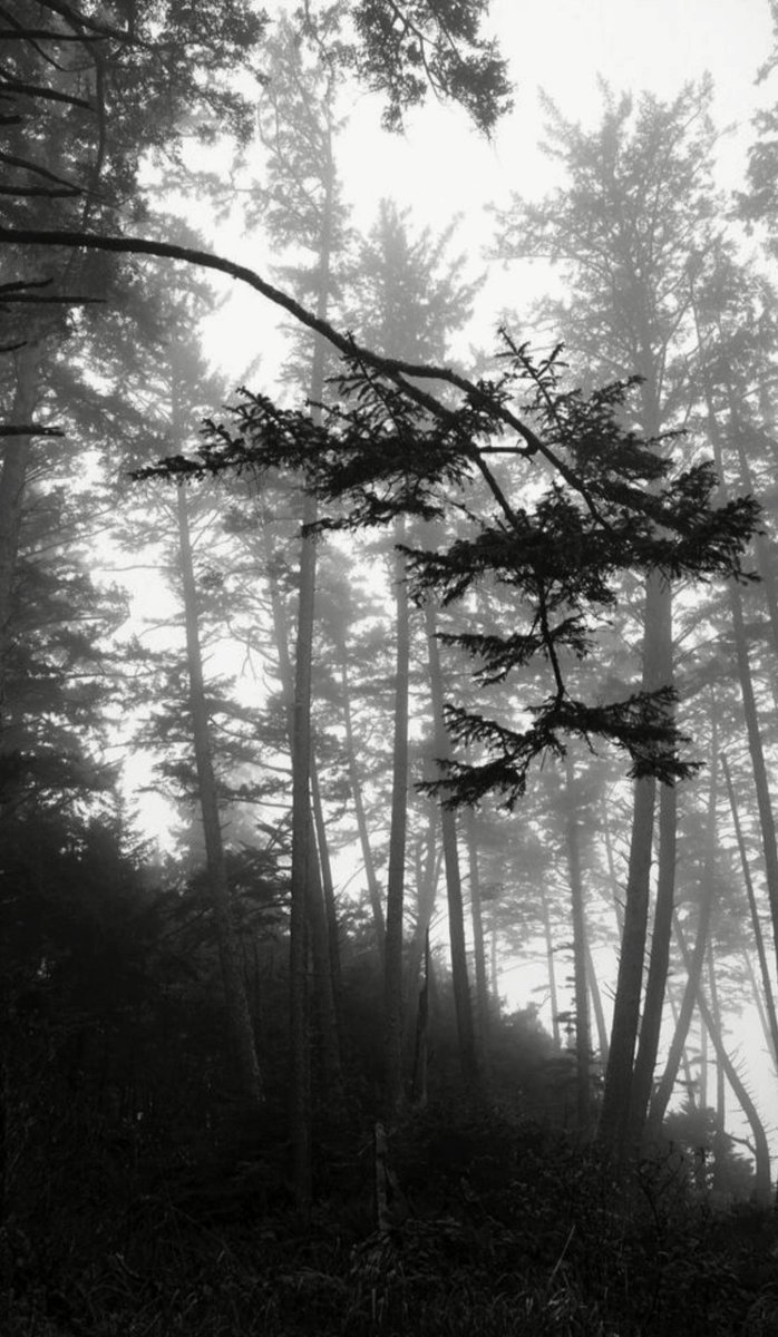 NIN75_'s tweet photo. At the edge of the forest....... https://t.co/2Fc3l3upOj