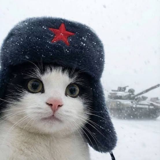 Rob230866228740's tweet photo. @FeeHeath1975 @AdvertPaul @Fella3Jcb20126 @ClabaYkraini @FraccyX @BrightAndHollow @EdensPalac13584 Cats fine https://t.co/UJaaFwSqfe