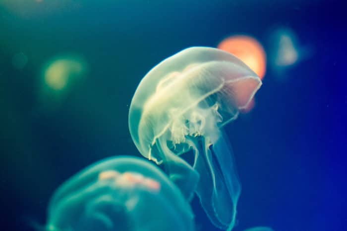 deeperblue's tweet photo. Two New Box Jellyfish Species Identified in Bonaire dlvr.​it/TVsMYx https://t.co/BRXCJEl6EE