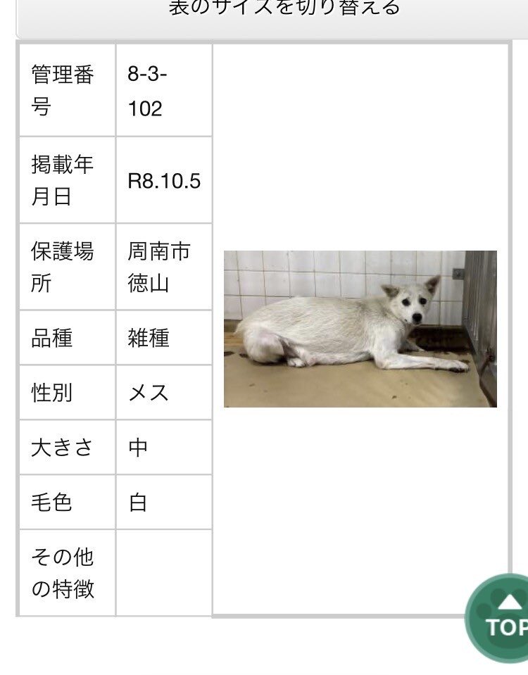 qyzsricp's tweet photo. 【どうか拡散お願いします‼️🙇】

殺処分対象のワンちゃんの里親を探しています。

10月13日(あと二日)以内に見つからなければ、二匹とも殺処分されてしまいます。

少しでも興味を持っていただけた方は下記リンクをご覧ください。
↓

https://t.co/sAFeLooq8z

https://t.co/yIq4RQwSeq https://t.co/qvLTZ9XDNg