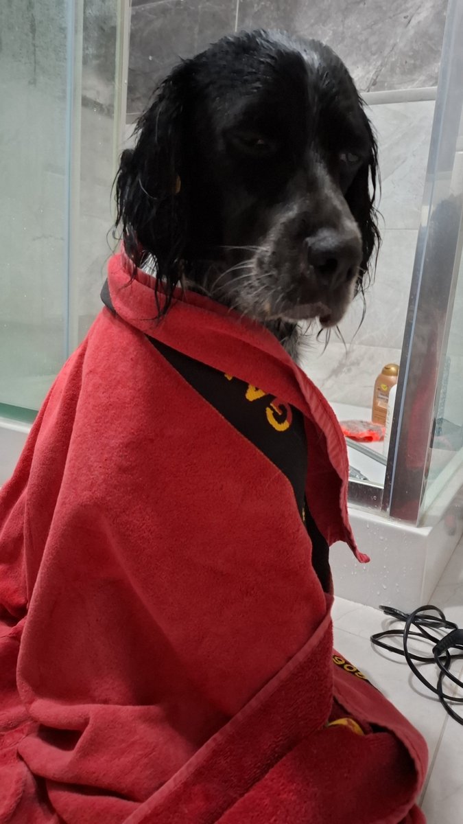 bg_derya's tweet photo. Araçlar çarpmak üzereyken buldum onu; sokağı,araçları asla bilmiyor. Boynunda her zamanki gibi pislik içindeki o bilindik leş tasma... Açık klinik bulamadığımdan eve getirdim. Sesi bile çıkmadı. YUVA🩷🪽 @Badiko_ @sosiskopek @cattingwoman @VCAYAN @bendogurdum @kskemr10 https://t.co/lZVbRVmpEx