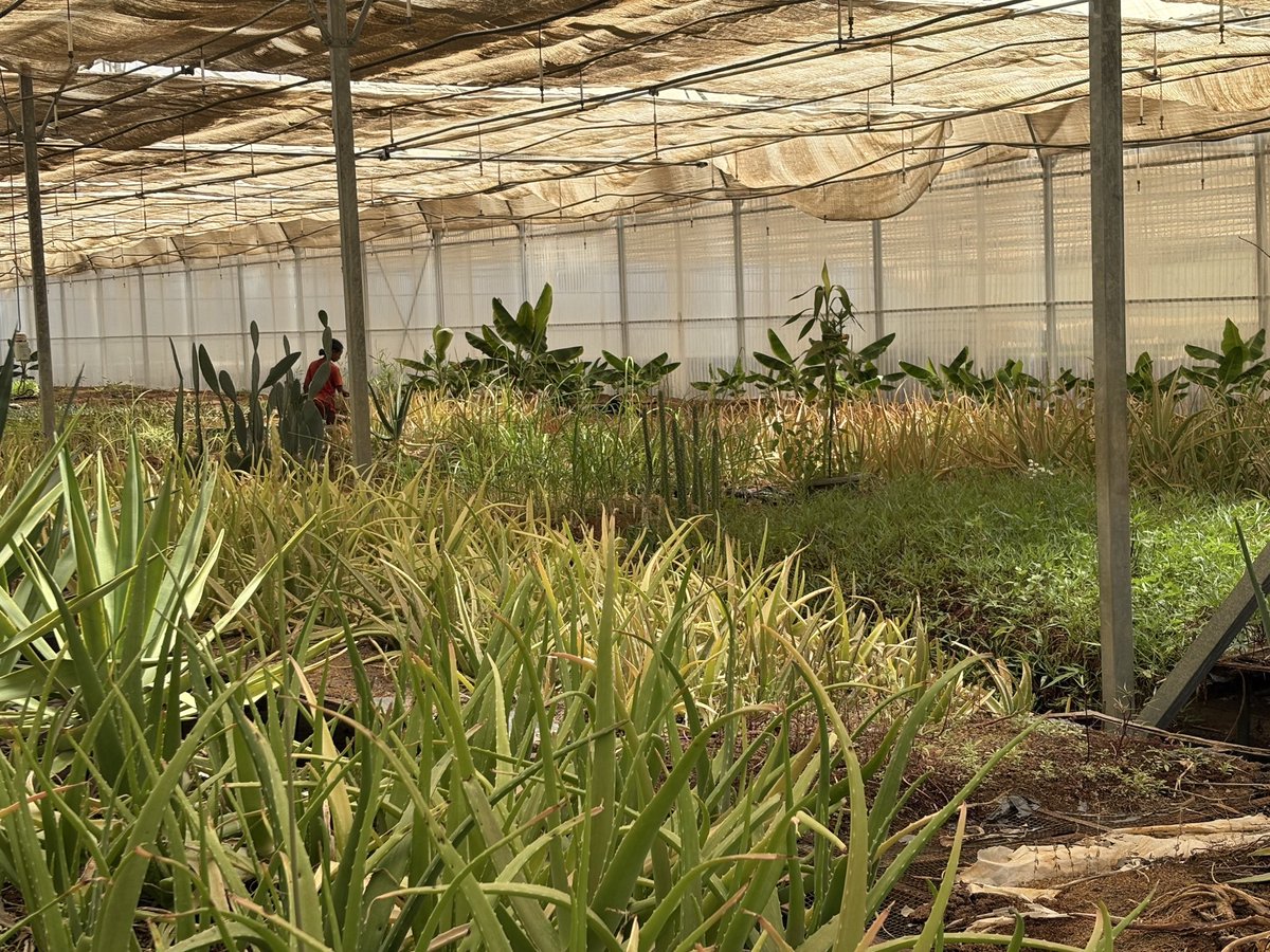 BurbridgeDuke's tweet photo. This is what I wanted to show everyone. This is Tigray’s biotechnology center. 

It was started by @ReliefTigray 20 years ago and now it is a sustainable business. 

The work that they are doing right here in Tigray will one day break the region out of… https://t.co/L3SDFuCBxn