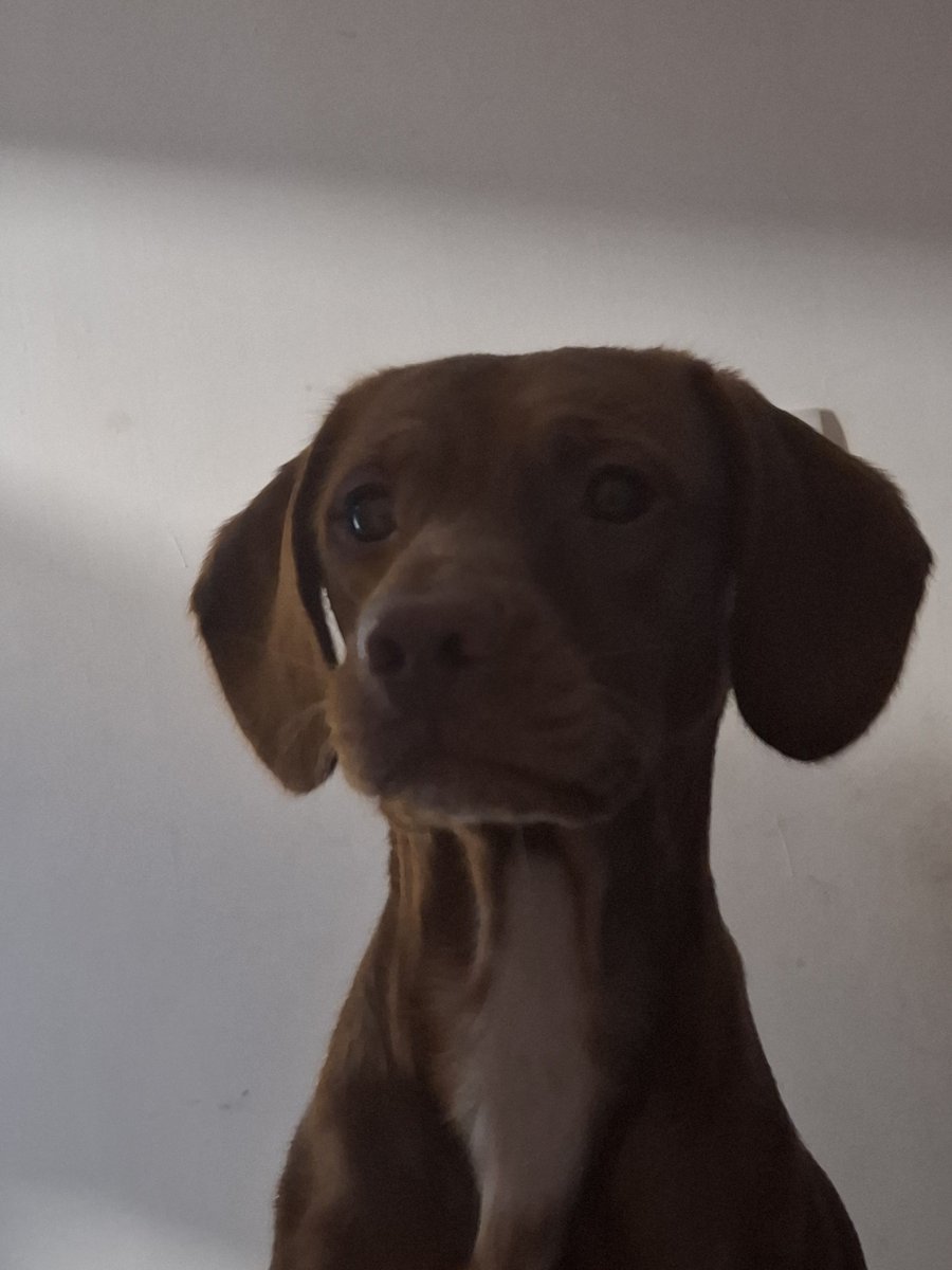 07Abeth's tweet photo. @mymeluvr Quisieras tener más?, si yo llevo un perrito más a mi casa mi papá es capaz   de correrme jajaja

Adjunto una fotito del que más pasa tiempo conmigo https://t.co/9AqeRQO3bv