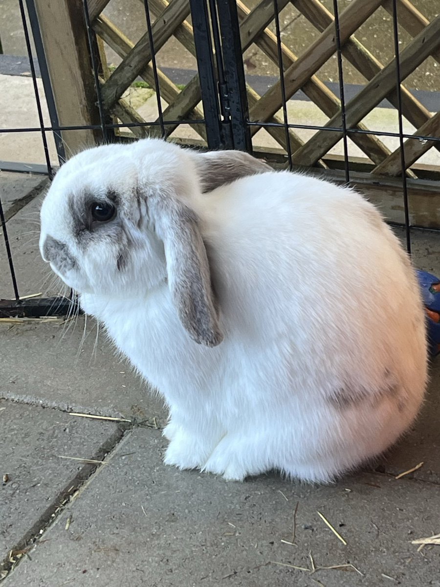 eddierayrard's tweet photo. he looks like hes melting https://t.co/mwSQ3SJcuW
