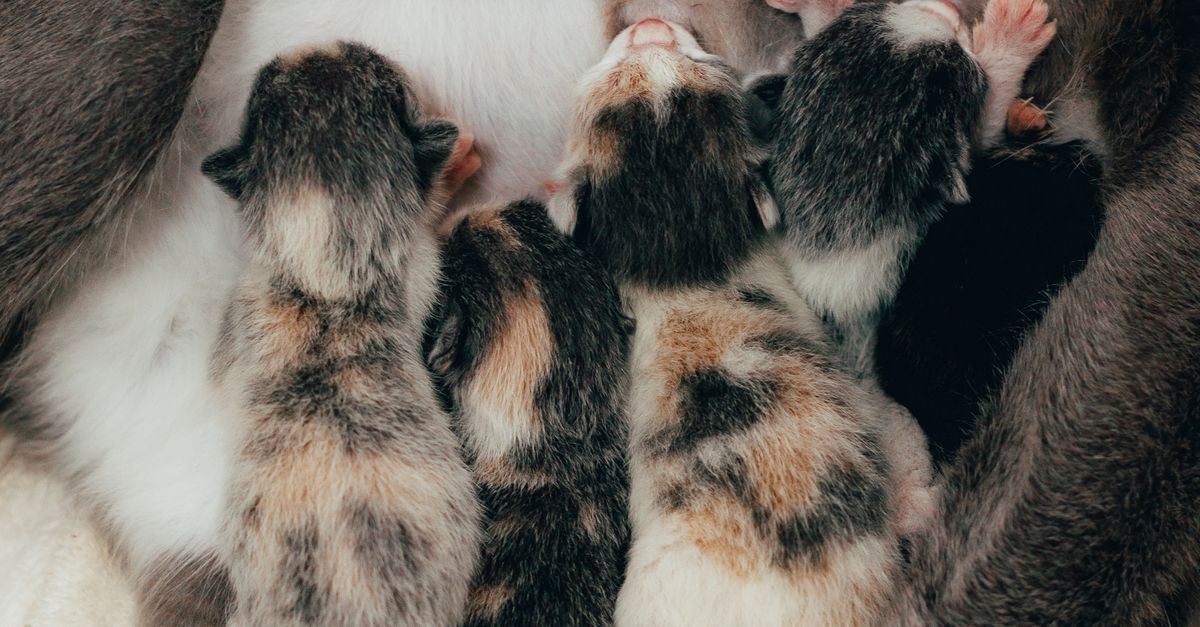 PawMingleHub's tweet photo. A family adopted the kittens — then came BACK for their mama. 😭💛

Frenchie arrived skin and bones, still purring and gentle, and gave everything to her five kittens. Today the whole family is home together. Community love did this. 🐾

#CatRescue #AdoptDontShop https://t.co/AJaCJHOZ3Q