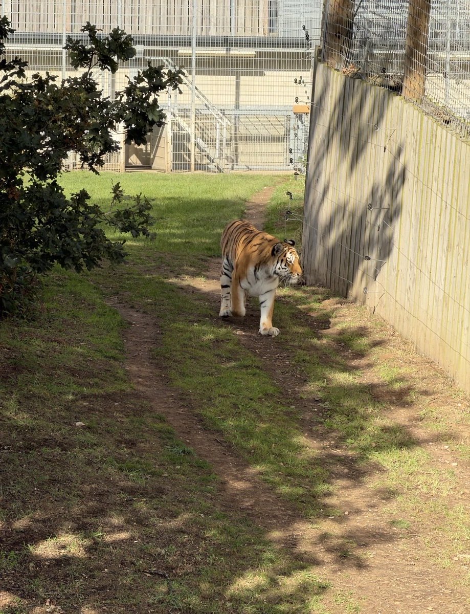 GavinValenti's tweet photo. Photos of the tiger at 12:30pm at Yorkshire Wildlife Park in UK. One hour prior to the attack, the undisturbed tiger was doing his own thing and enjoying the weather when a nutjob jumped into his enclosure. https://t.co/qbedgAMVth